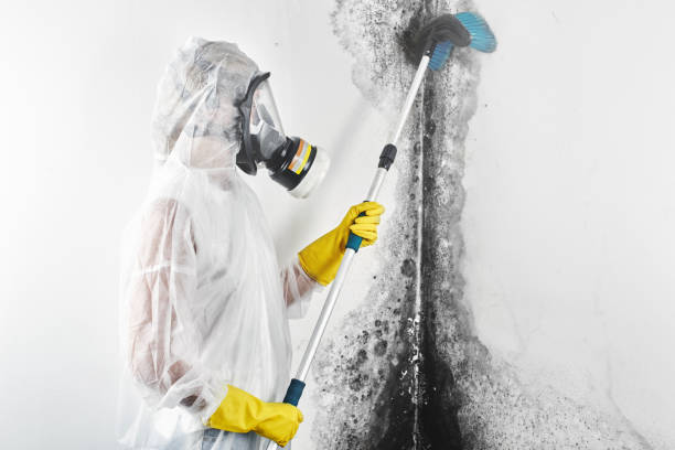 Best Industrial Mold Remediation  in Demorest, GA