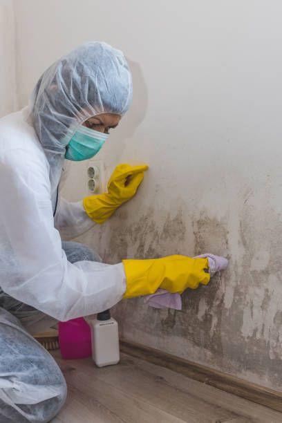 Best HVAC Mold Inspection and Cleaning  in Demorest, GA